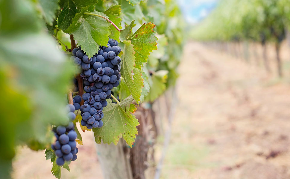 Circuits dans le vignoble