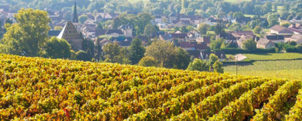 vignoble