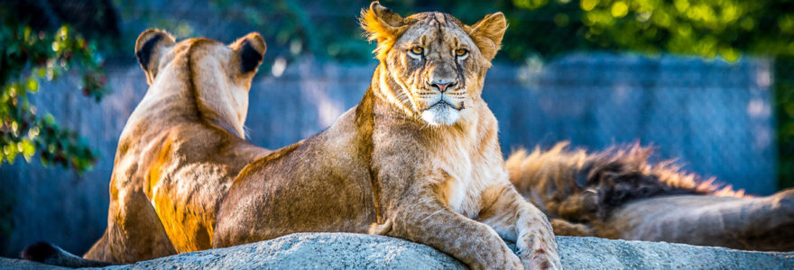 parcs animaliers