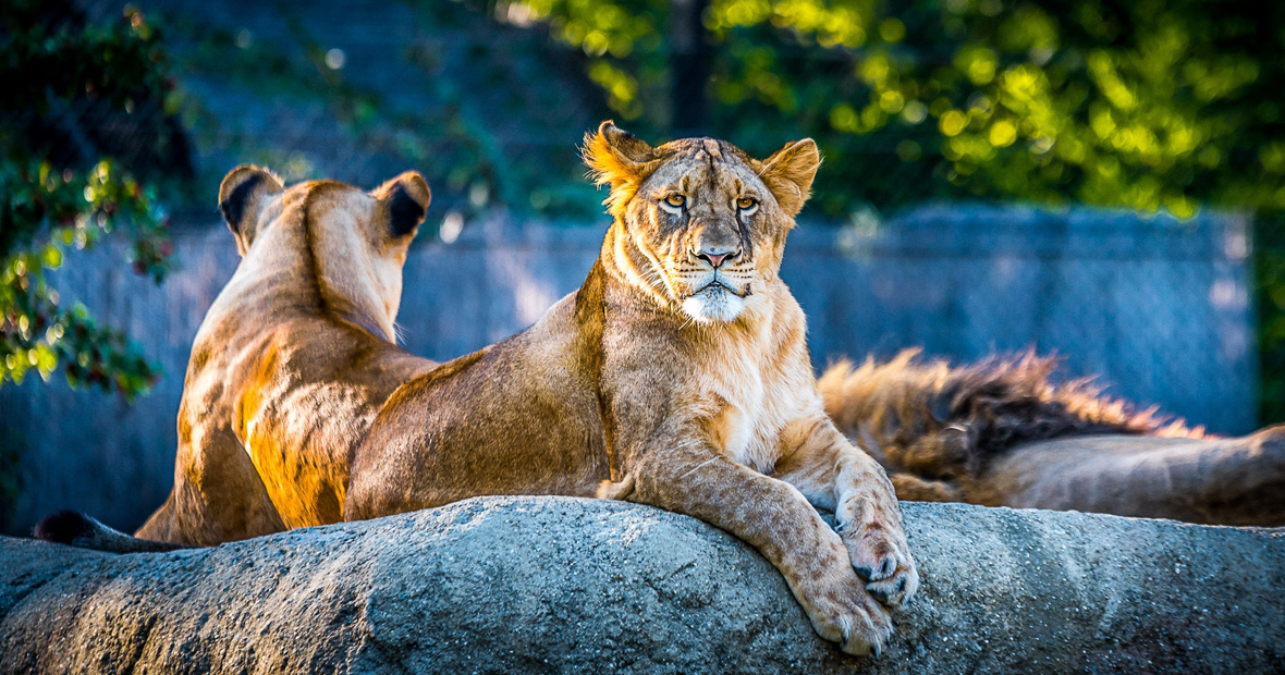 parcs animaliers